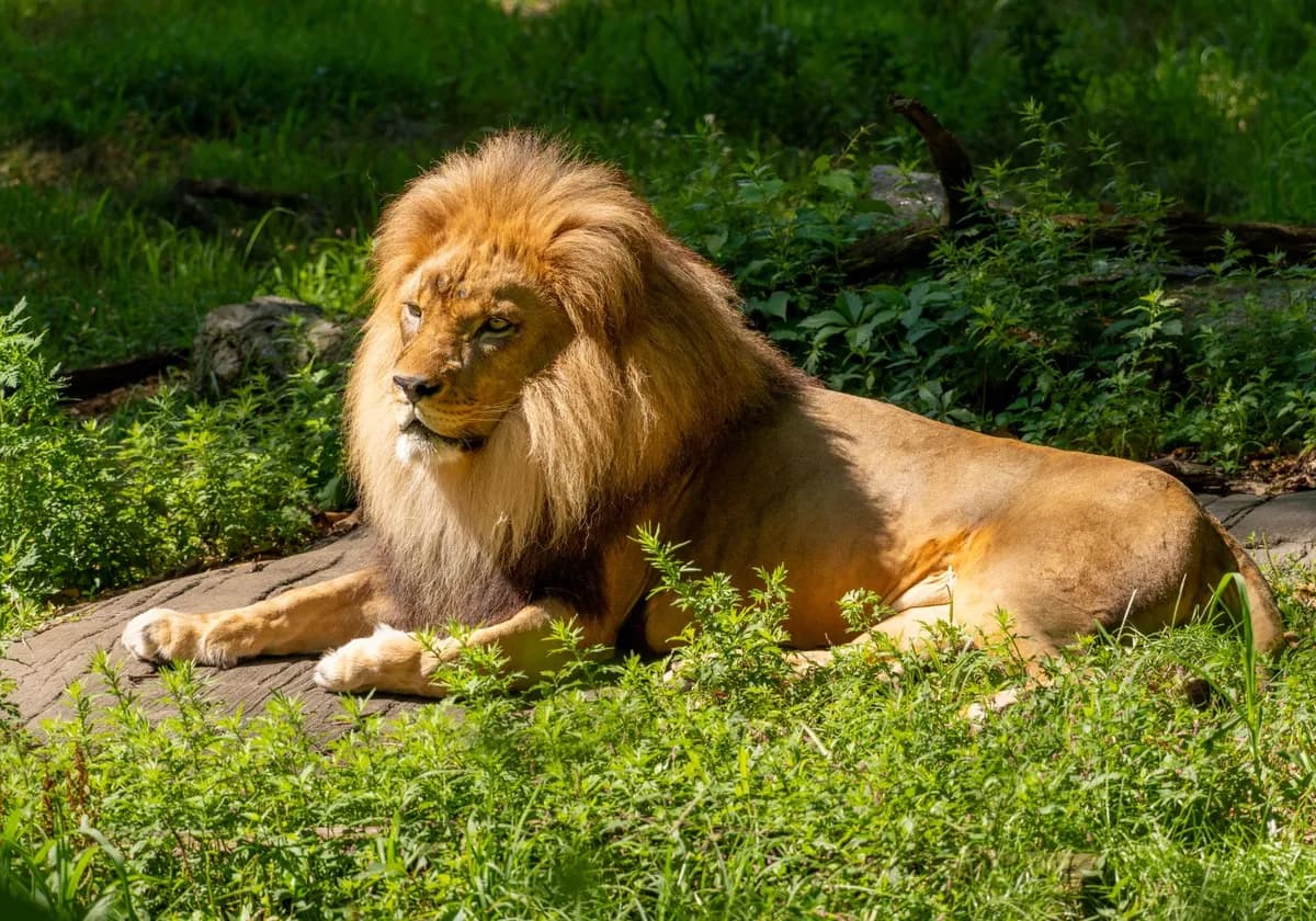A regal lion relaxes in a sunlit meadow, showcasing its majestic mane.