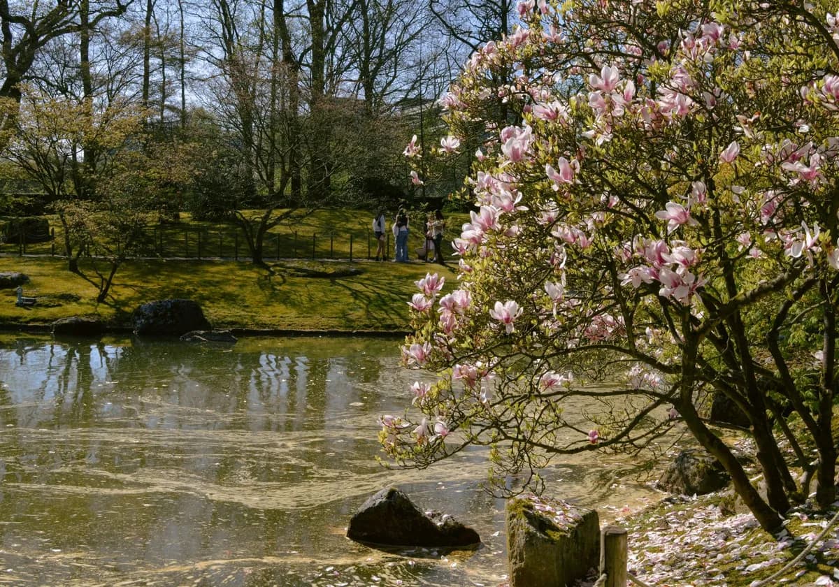 Beautiful magnolia tree in bloom by a tranquil pond during springtime.