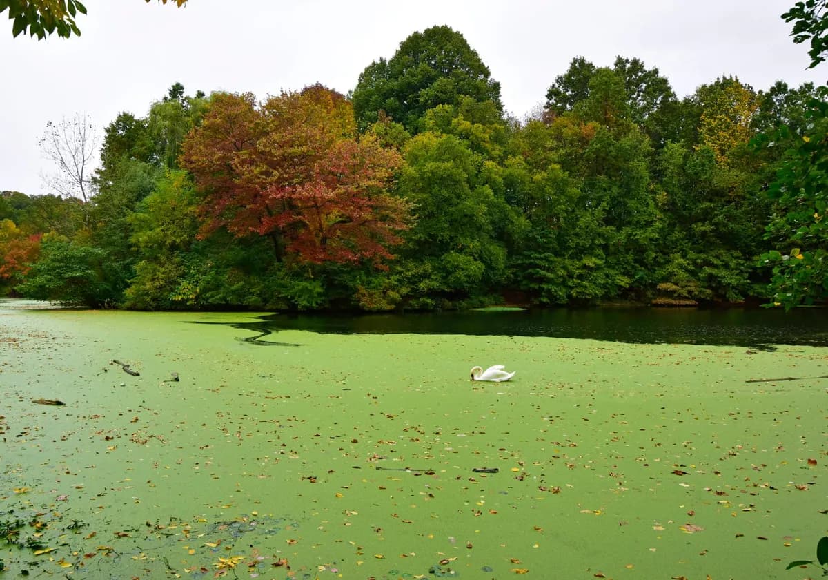 Tranquil autumn scene of a swan gliding on a green lake surrounded by colorful fall foliage in New York.